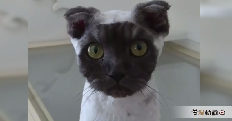 顔だけが丸く黒い猫さん、その正体はu2026u2026ヘアカットしたてでした? 猫